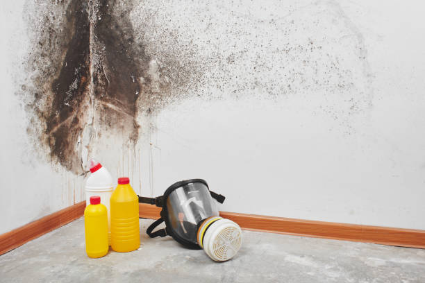 Best Residential Mold Removal  in Bargaintown, NJ