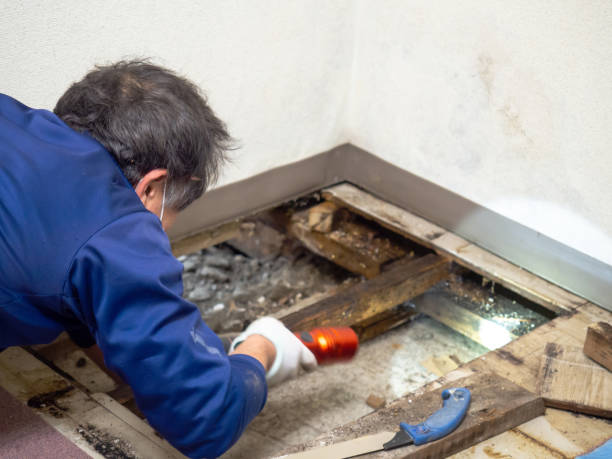 Best Attic Mold Removal  in Bargaintown, NJ