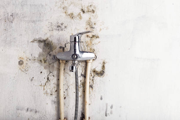 Best Fast Mold Removal  in Bargaintown, NJ