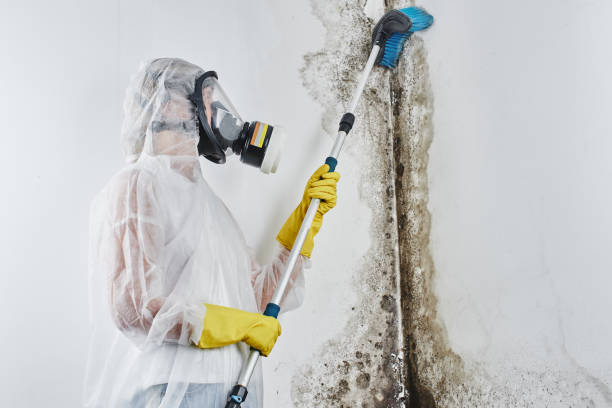 Best Commercial Mold Removal  in Bargaintown, NJ