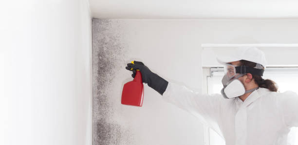 Best Home Mold Removal  in Bargaintown, NJ