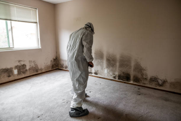 Certified Mold Removal in Bargaintown, NJ